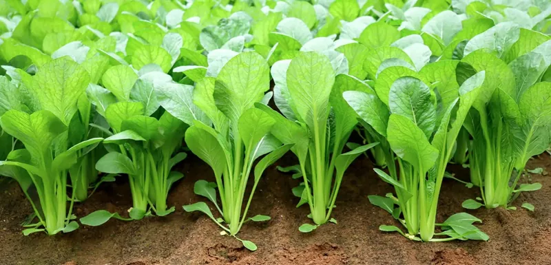 あだち菜の郷 1