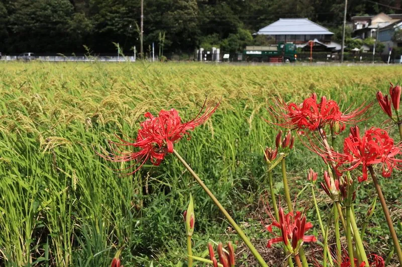 天王森泉公園 1