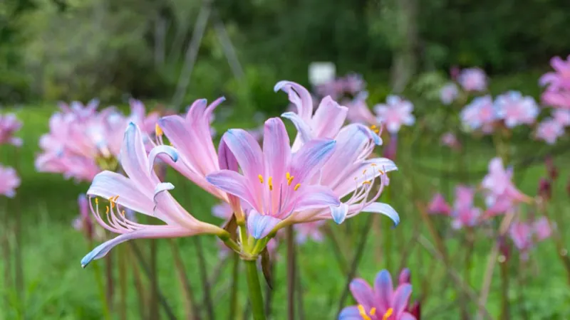神奈川県立花と緑のふれあいセンター「花
